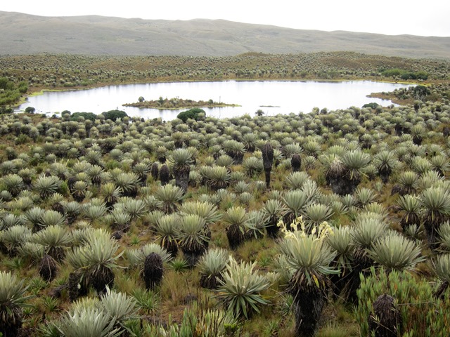 Parque Nacional Natural Sumapaz, el páramo más grande del mundo