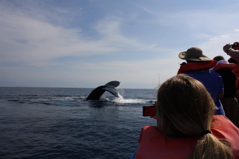 Avistamiento de ballenas en México: la Riviera Nayarit, una excelente opción