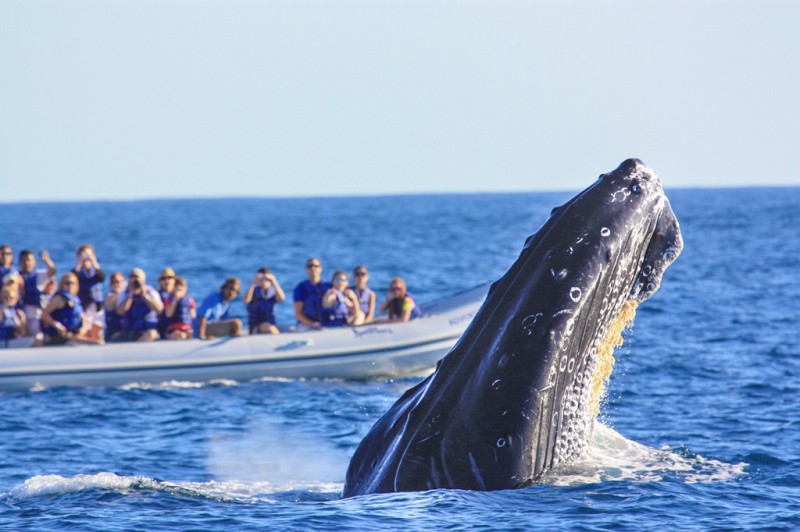Avistamiento de ballenas en México: la Riviera Nayarit, una excelente opción