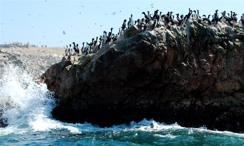 Tour a las Islas Ballestas: observación de fauna garantizada
