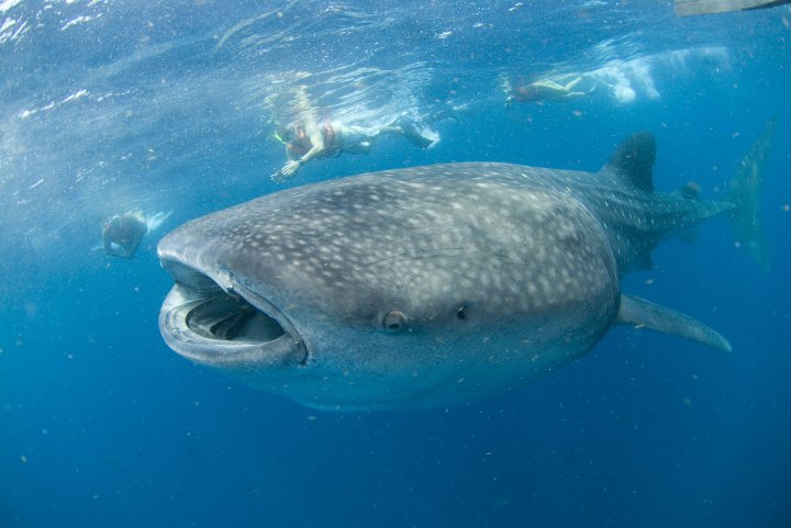 Viaje a la isla de Holbox para nadar con el tiburón ballena
