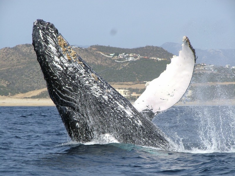 Avistamiento de ballenas en Los Cabos, México