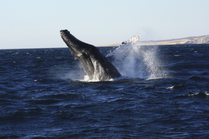 Avistamiento de ballenas en Los Cabos, México